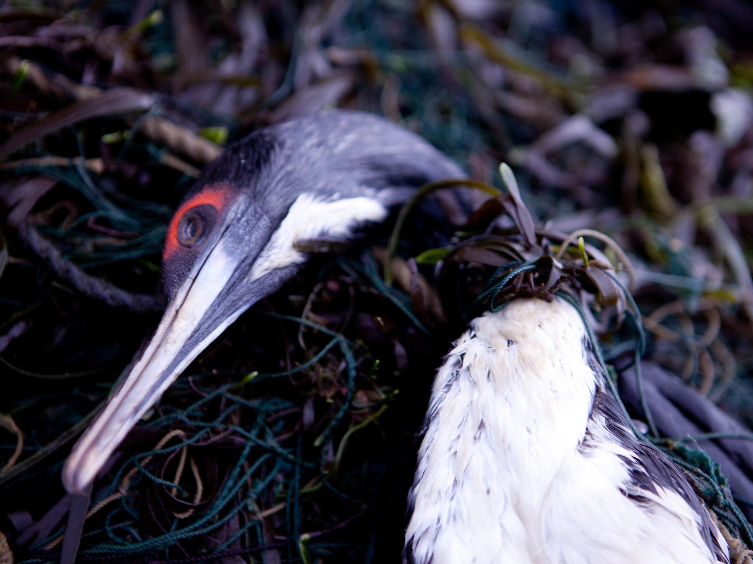 Guanay cormorant stuck in a net: thousands of seabirds and turtles die after becoming tangled in small-scale Peruvian fishing nets every year