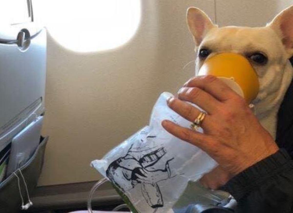 can i fly with my dog on jetblue