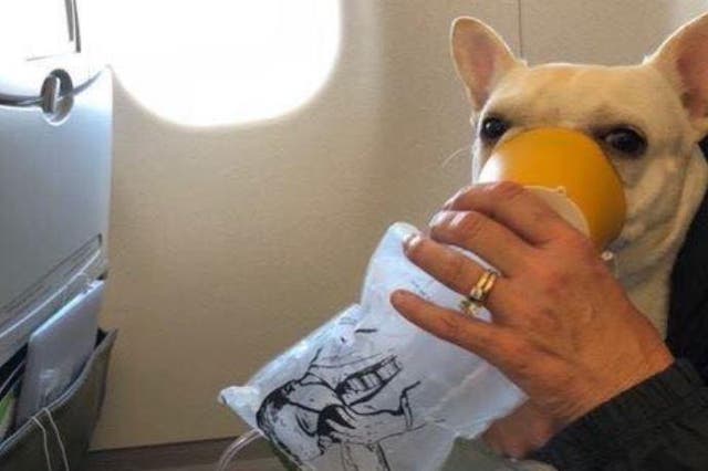 Darcy being administered with oxygen on the flight