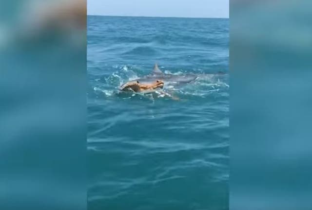 The shark closes in on the turtle off the coast of Corpus Christi, Texas