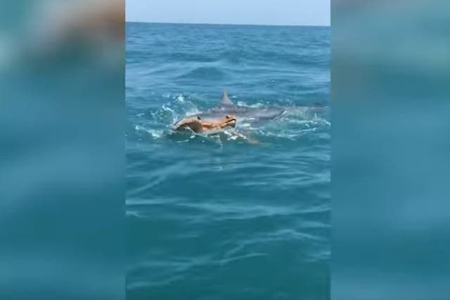 The shark closes in on the turtle off the coast of Corpus Christi, Texas