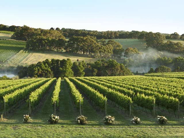Victoria has the most vineyards of any Australian state