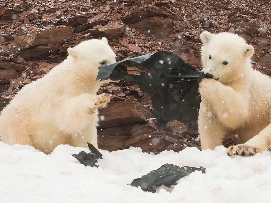 Two young polar bear cubs play with a sheet of plastic in Svalbard