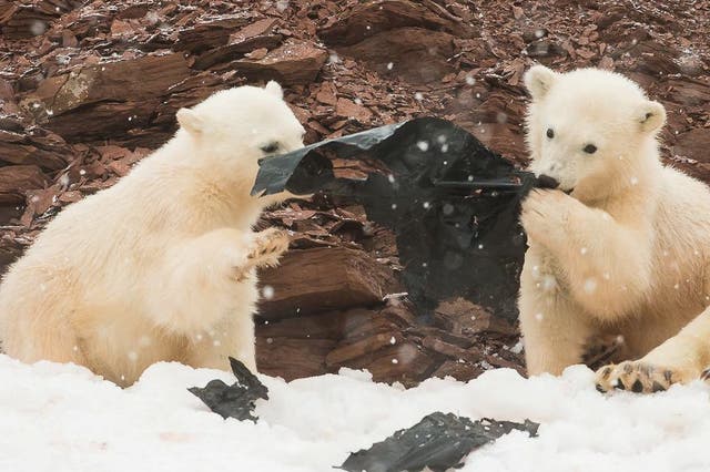 Two young polar bear cubs play with a sheet of plastic in Svalbard