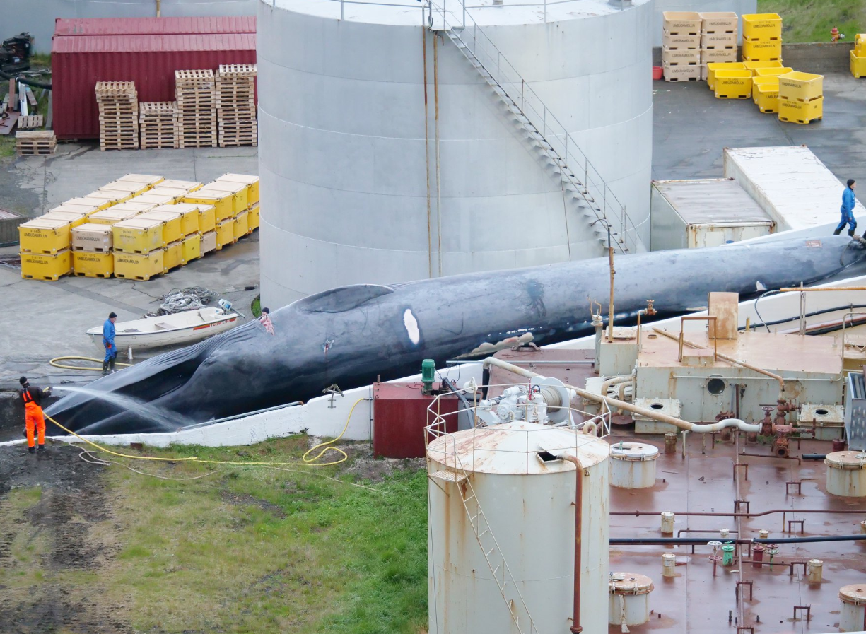 Images appear to show a captured blue whale being processed by whalers