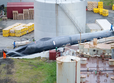 Iceland 'slaughters blue whale' for first time in 40 years