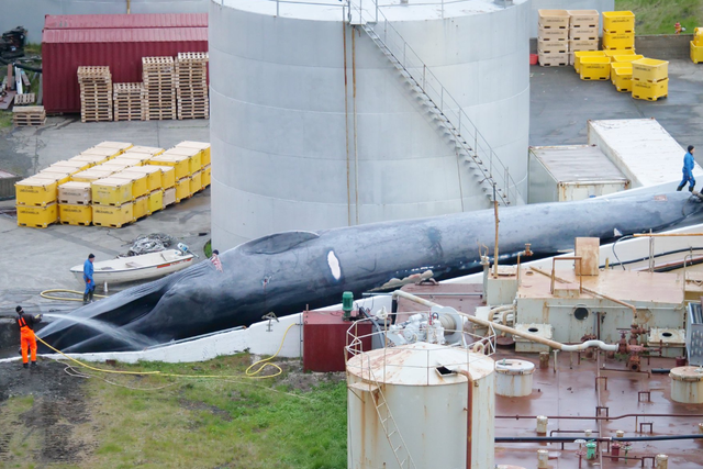 Images appear to show a captured blue whale being processed by whalers