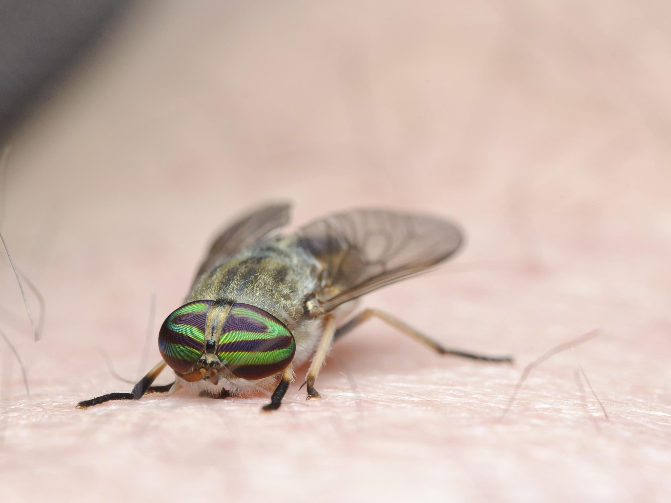 Lingering, painful bites from invasive insects can easily become infected charity warns