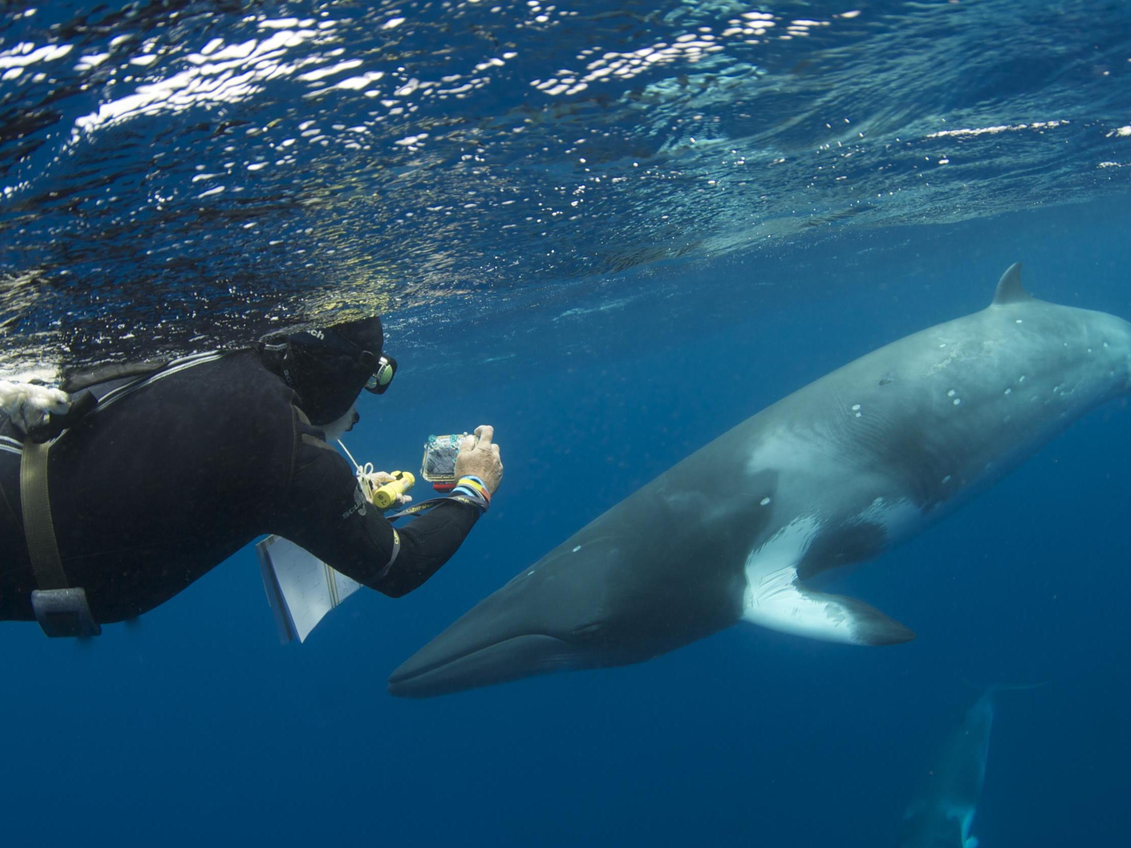 A diver gets close to a dwarf minke whale; such encounters leave young vulnerable, say conservationists