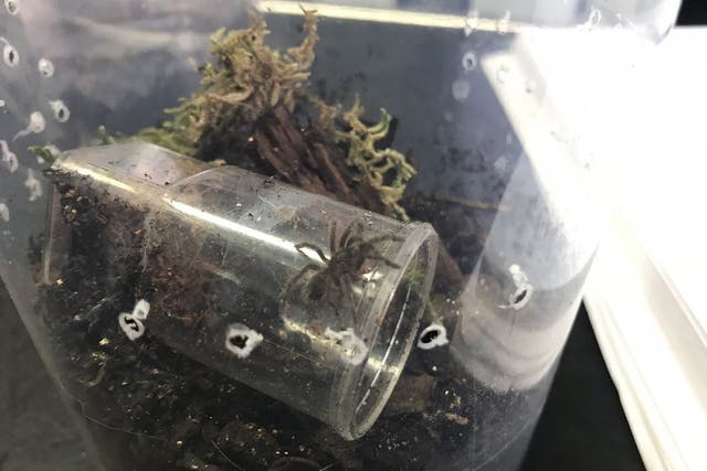 One of the three baby tarantulas that were found dumped in a car park in Somercotes, Derbyshire