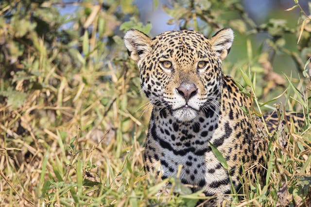 A wild Jaguar in South America