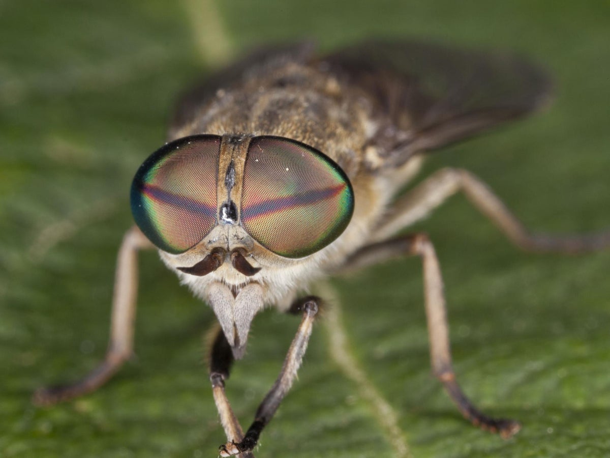 Horsefly Bites Drain Paddling Pools To Stop Biting Insects Breeding Say Experts As Reports Soar The Independent The Independent