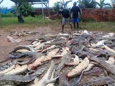 Villagers slaughter 292 crocodiles in 'revenge' after one man killed