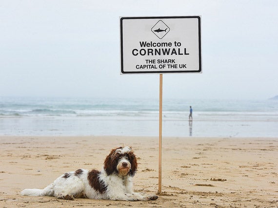 Cornwall has been revealed to be Britain’s ‘shark capital’ in new research that found at least 20 species swimming around its coasts