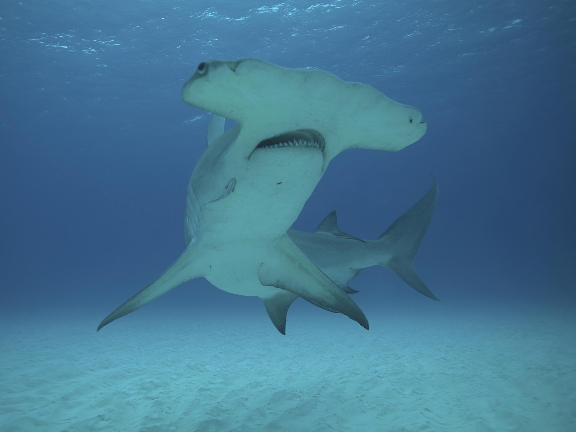 Great hammerheads are normally found in the Mediterranean and around southern Spain and Portugal, but shark tracking expert has predicted they will be regularly seen in UK waters in coming years