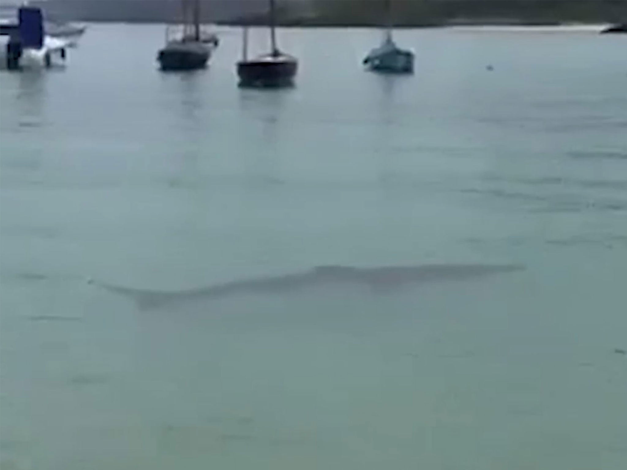 Shark spotted metres from shore in Cornwall