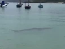 Shark spotted metres from the shore in Cornwall