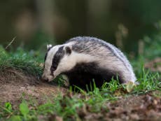 Badger cull exercise cost taxpayers £76,000 for each animal killed