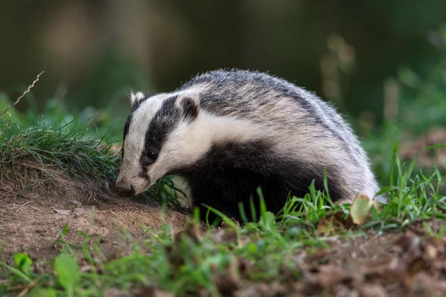 Five badgers were killed in the £383,000 operation in Wales last year