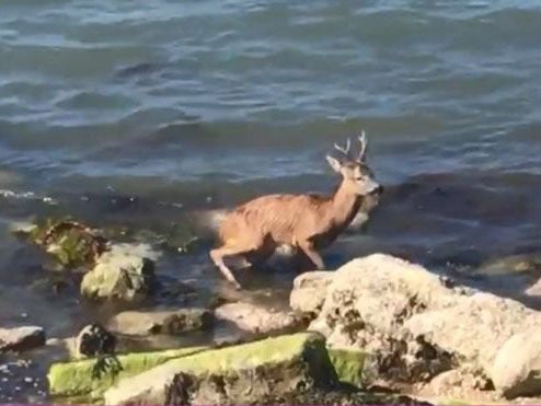 Deer swims from Isle of Wight to mainland before being killed when man tries to lasso it