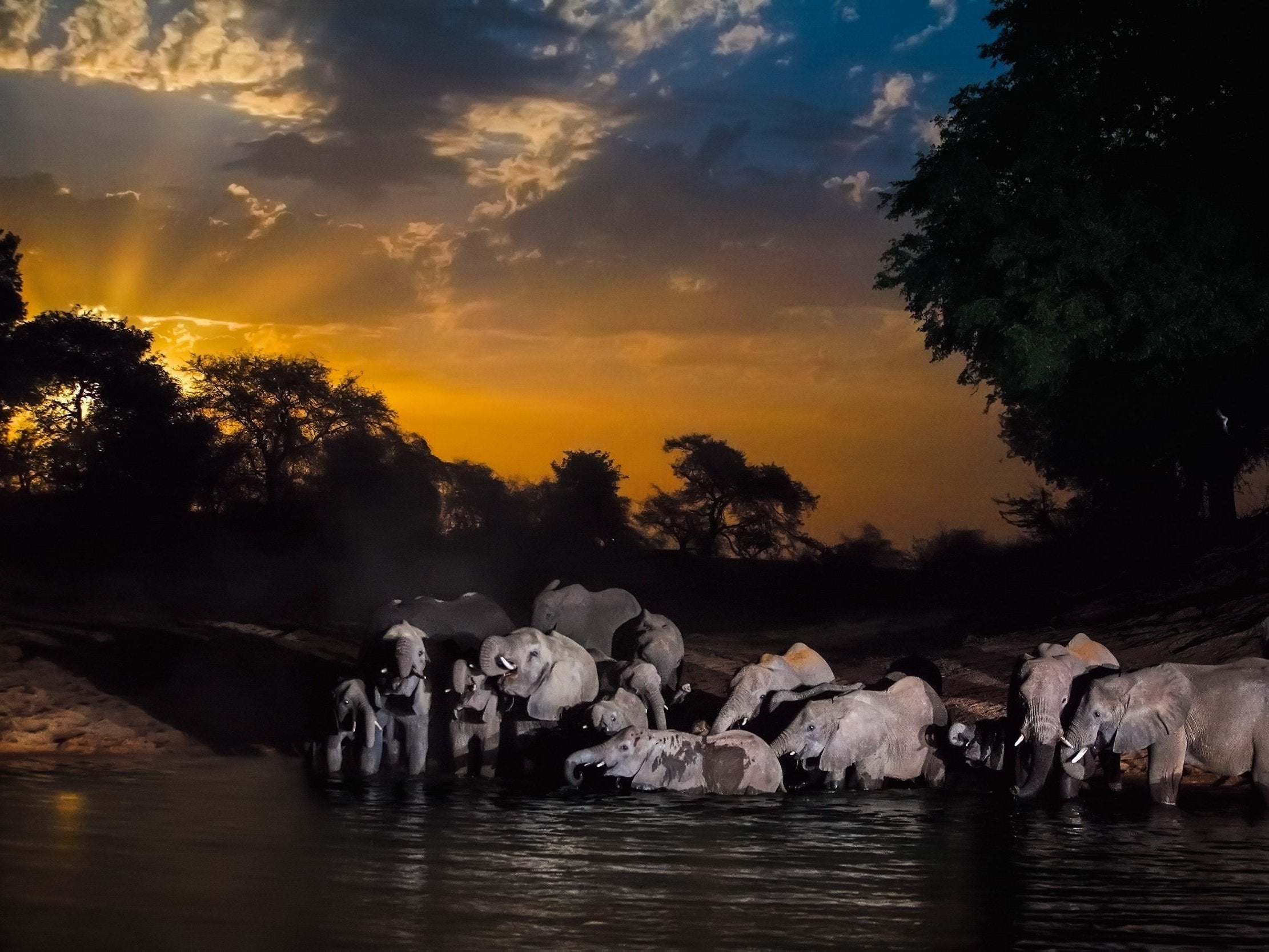 Sahel’s last remaining elephant herd finds refuge in Chad’s Zakouma National Park in 2006