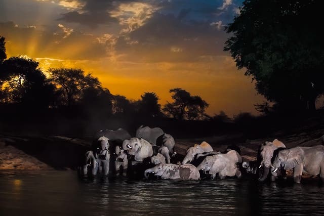 Sahel’s last remaining elephant herd finds refuge in Chad’s Zakouma National Park in 2006