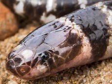 Venomous new snake species discovered and immediately declared at risk
