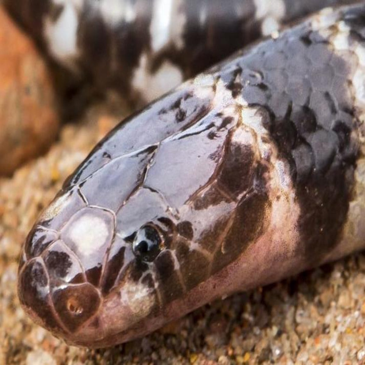 Bandy-bandy: Venomous new snake species accidentally discovered by  scientists immediately declared at risk of extinction | The Independent |  The Independent