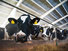 Meat and dairy companies to surpass oil industry as biggest polluters