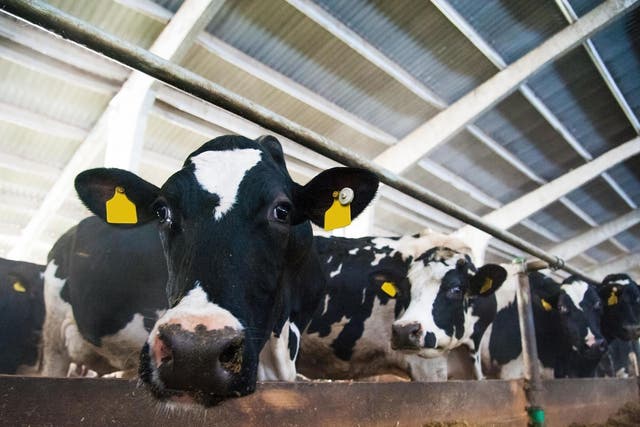 Meat and dairy companies are on track to surpass the fossil fuel industry as the world’s biggest contributors to climate change, research suggests