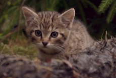 World's rarest kittens rescued in the Scottish Highlands