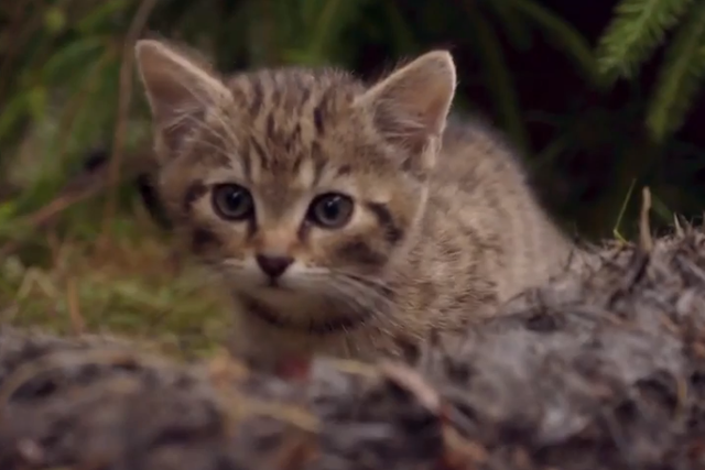 Pair of rescued wildcat kittens are some of rarest felines in the world