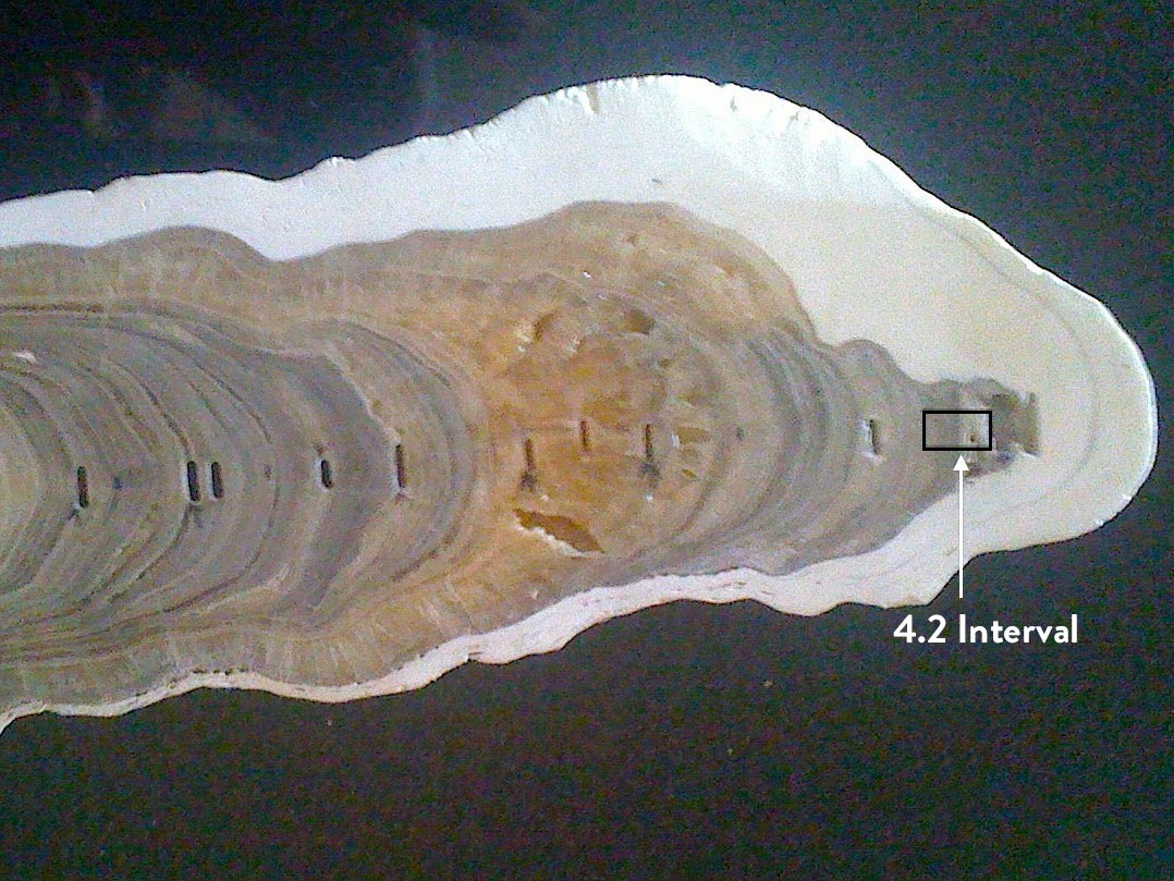 Stalagmite from India showing the beginning of the Meghalayan Age