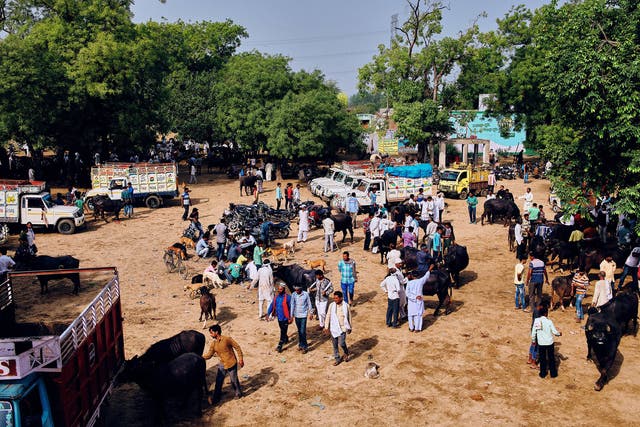 Dozens of slaughterhouses have been closed or prevented from opening; now the market and meat-processing plant in Aligarh is one of the only options left