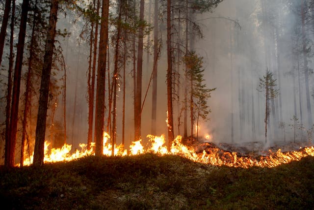 A wildfire burns in Karbole, Sweden, as temperatures across Scandinavia continue to exceed 30C