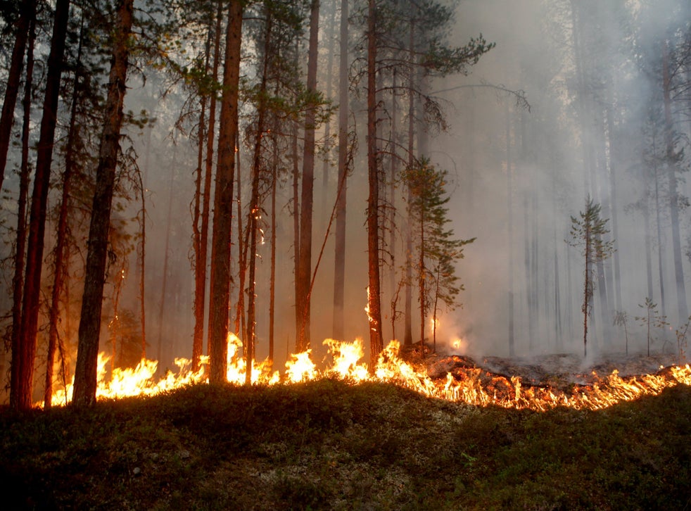 A wildfire burns in Karbole, Sweden, as temperatures across Scandinavia continue to exceed 30C