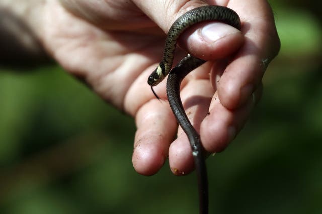 Scientists are not sure where snakes originated from and how they spread throughout the world