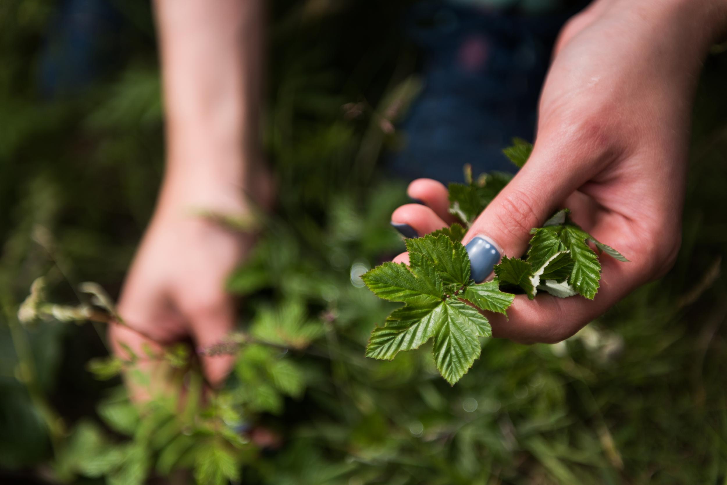 Guests forage for their own botanicals