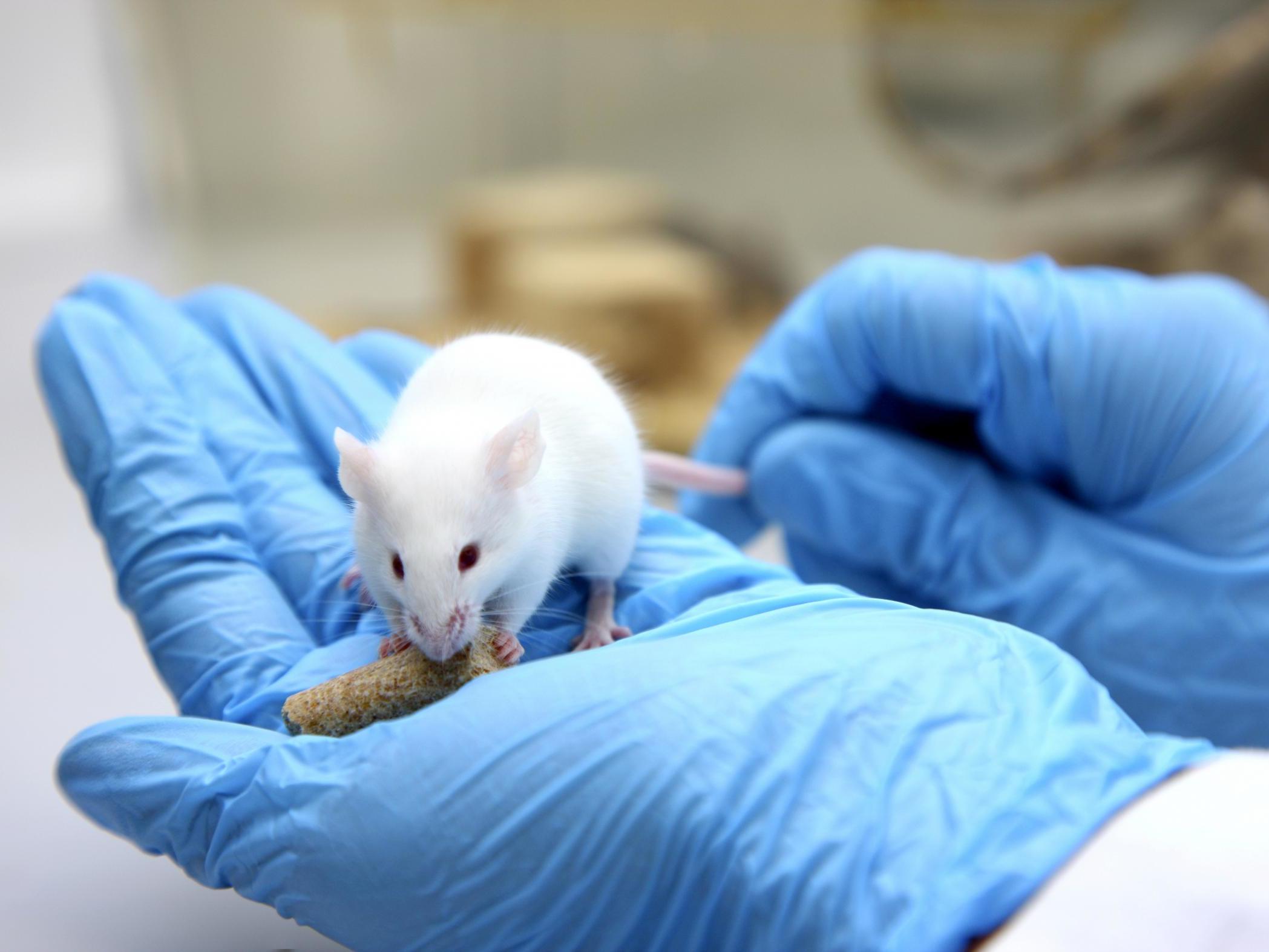 Стерильное животное. Лабораторные мыши. Больной мышонок. Подопытные мыши. Животные гнотобионты.