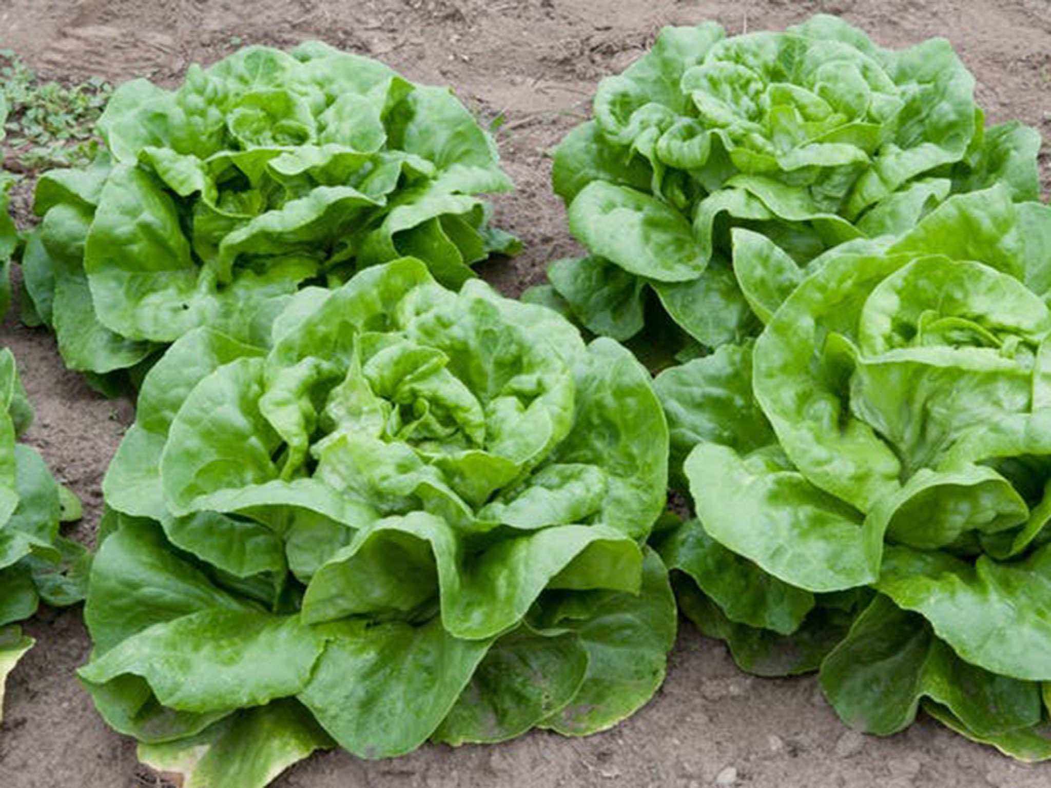 This summer’s high temperatures have already affected lettuce crops