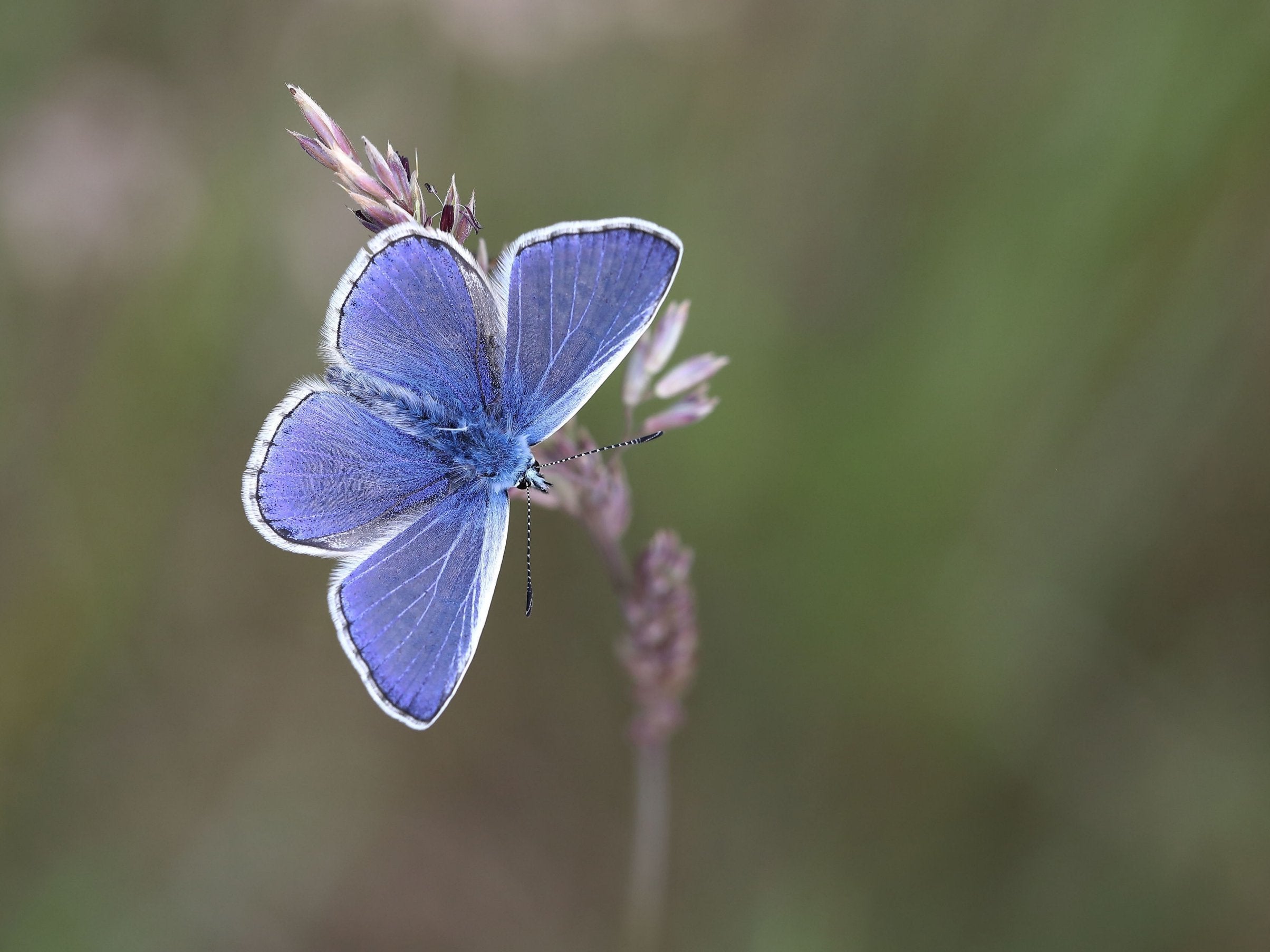 This year's weather conditions have created the right conditions for butterflies to flourish, and the common blue (pictured) is among the species expected to fare particularly well