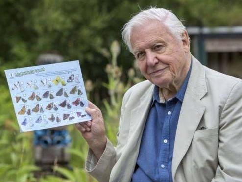Sir David Attenborough launches the Big Butterfly Count