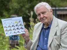 Forget Brexit and count butterflies, says Sir David Attenborough