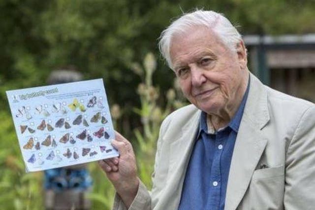 Sir David Attenborough launches the Big Butterfly Count