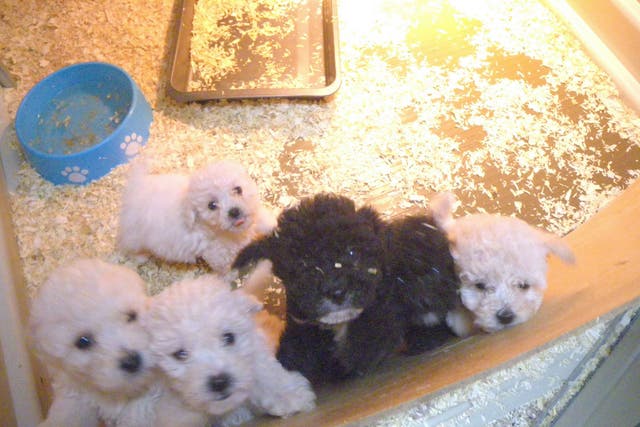 Dogs found at the home of a gang member involved in the puppy farm scam