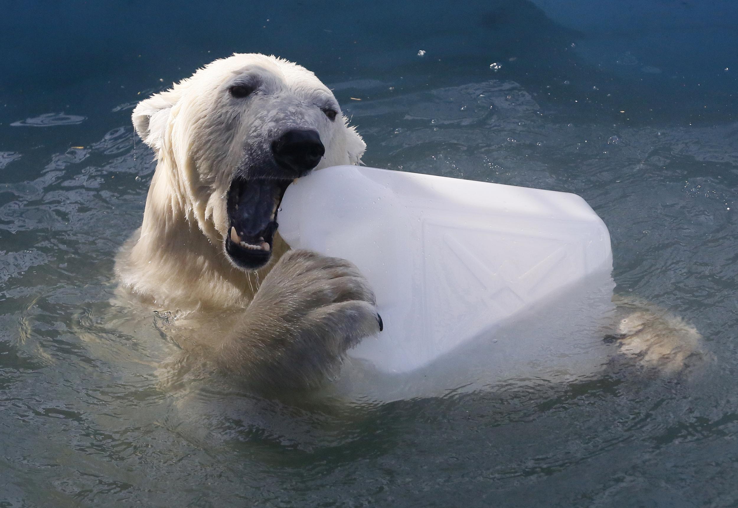 Polar bears and other species impacted by climate change could face weakened protections under new proposals the modify the implementation of the Endangered Species Act.