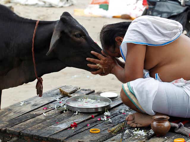 cow eating steak