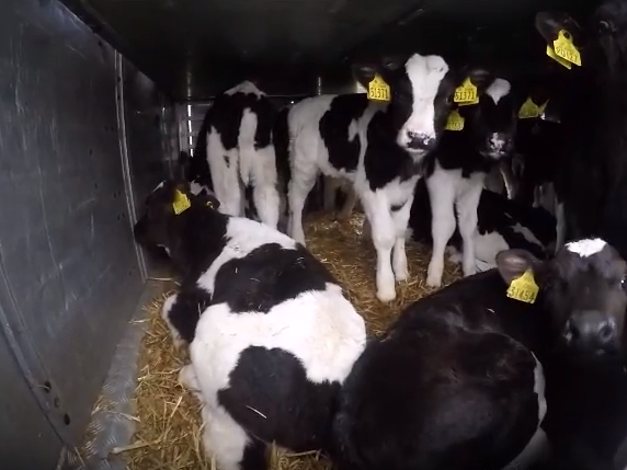 The calves, bellowing for their mothers, lay exhausted on the floor of the lorry