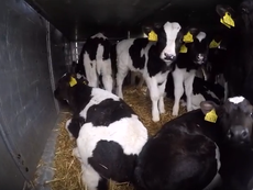 EU investigates ‘illegal’ 56-hour lorry journey of two-week-old calves destined for veal market
