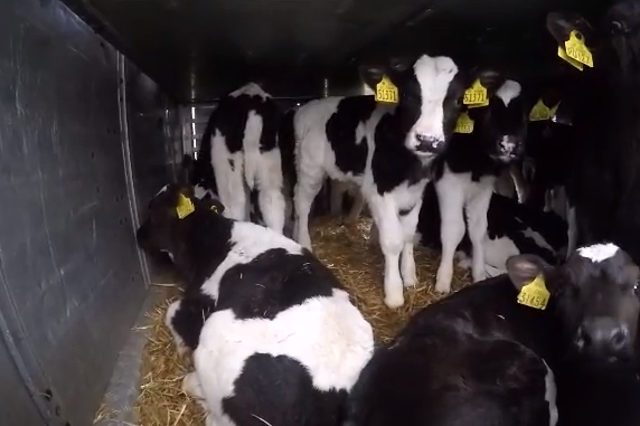The calves, bellowing for their mothers, lay exhausted on the floor of the lorry